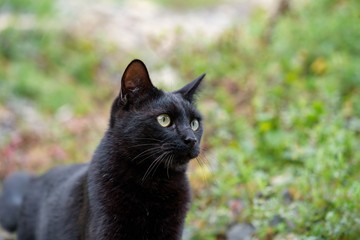 Szívmelengető: mentősök segítettek egy eszméletlen fekete cicán Szolnokon