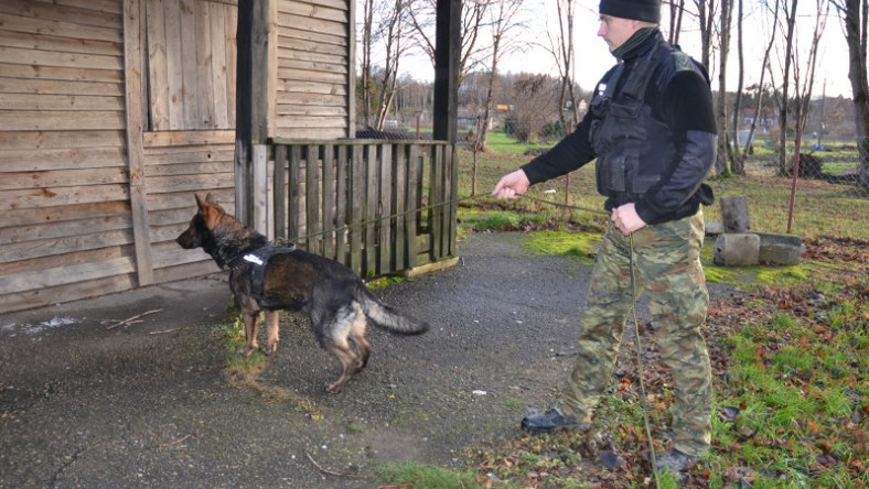 Braniewo: pies zatrzymał złodzieja i uratował swojego przewodnika