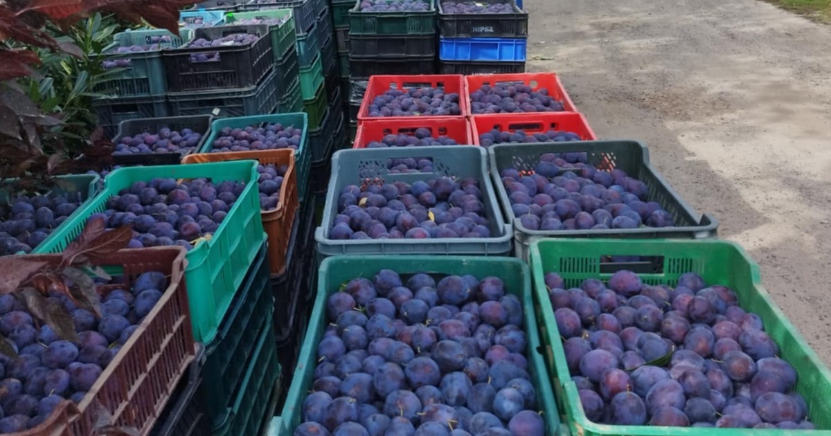 Rolnik został z tonami śliwek. Internauci ruszyli z pomocą