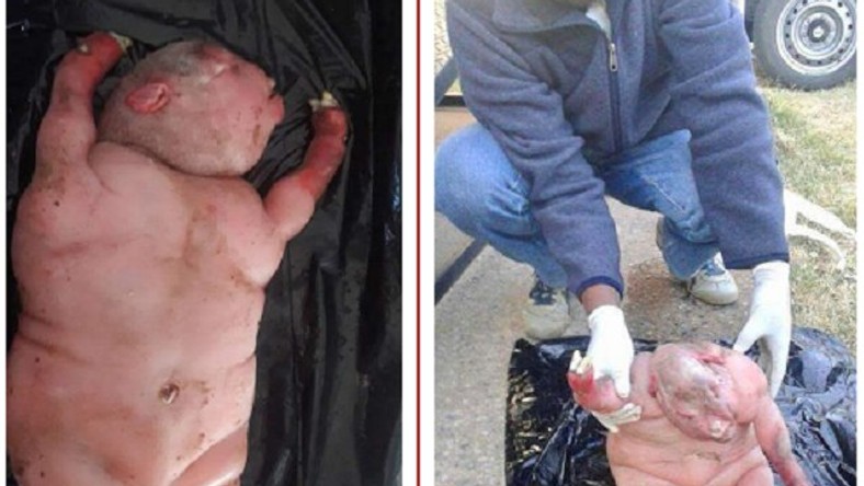 Strange World Sheep in SA gives birth to lamb with human features