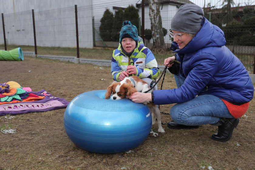 Suczka Abi uczy się być dogoterapeutką