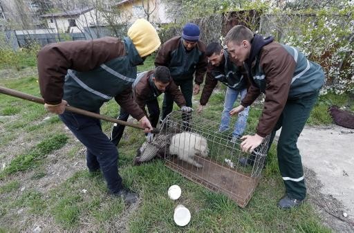 ROMANIA-STRAYS/