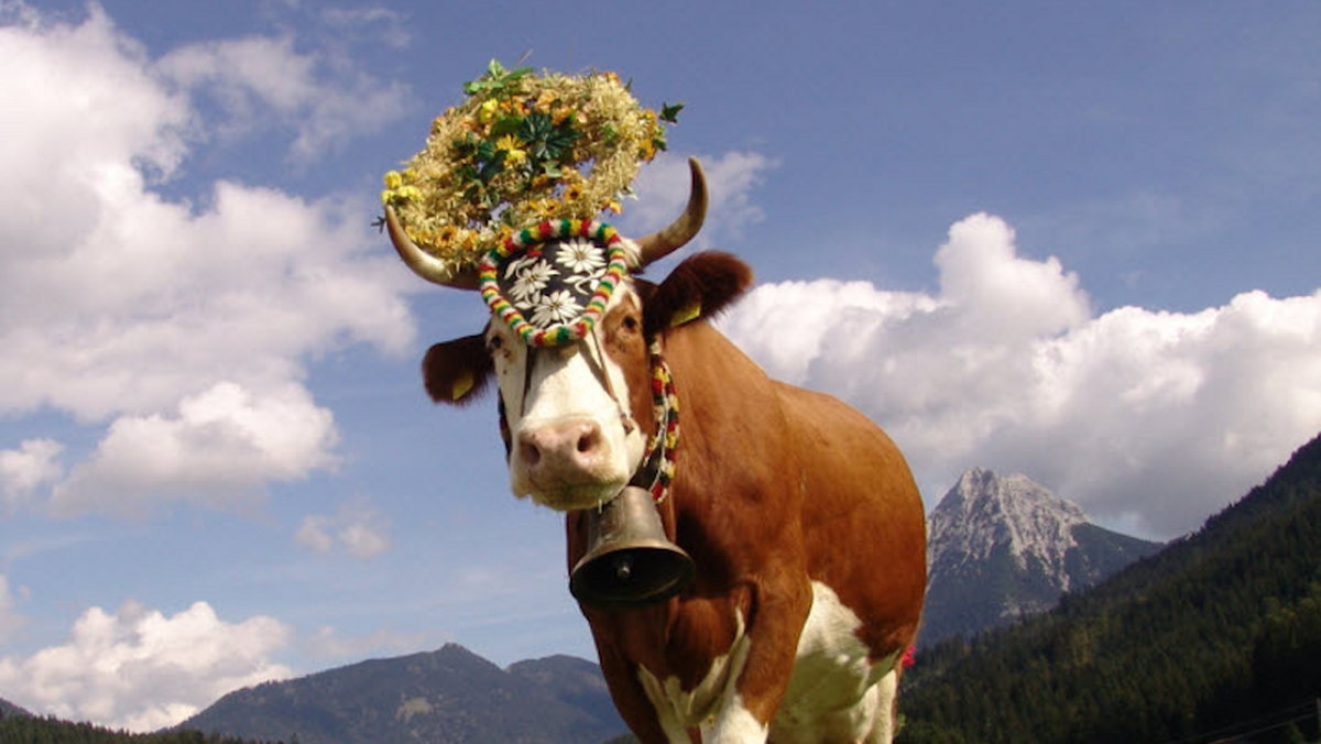 Tyrolska krowa