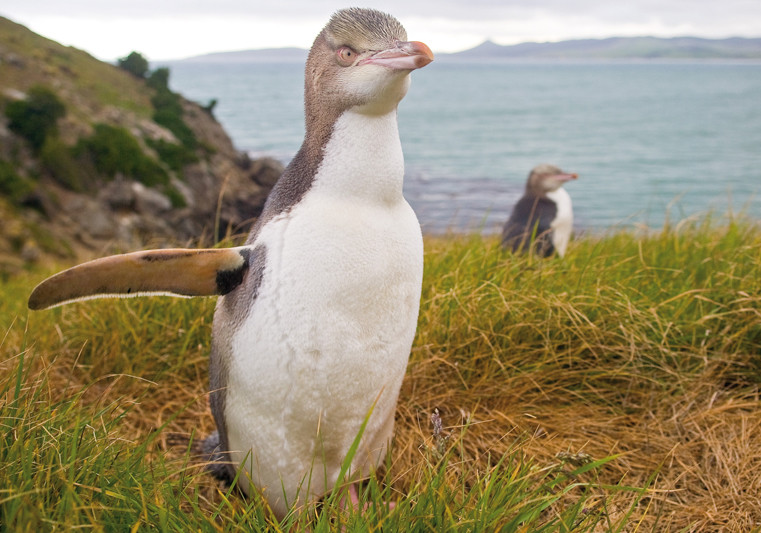 Moeraki Village. YEP czyli Yellow eyed penguin - pingwin żółtooki gatunek dużego ptaka z rodziny pingwinów (Spheniscidae), występującego w Nowej Zelandii. Dawniej mylony z pingwinkiem małym. Jest jedynym przedstawicielem monotypowego rodzaju.