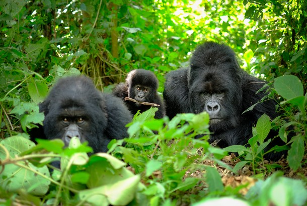 Wildlife Encounters From the Safety of Your Couch 