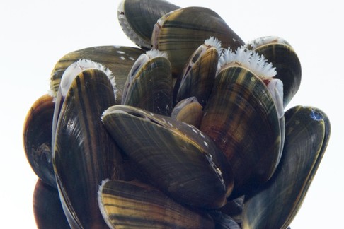 Common Mussel (Mytilus edulis) three centimeters, Helgoland, Germany