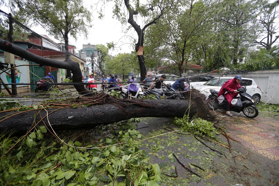 Ludzie jadą na motocyklach obok drzewa, które zostało powalone przez tajfun Yagi w Hanoi