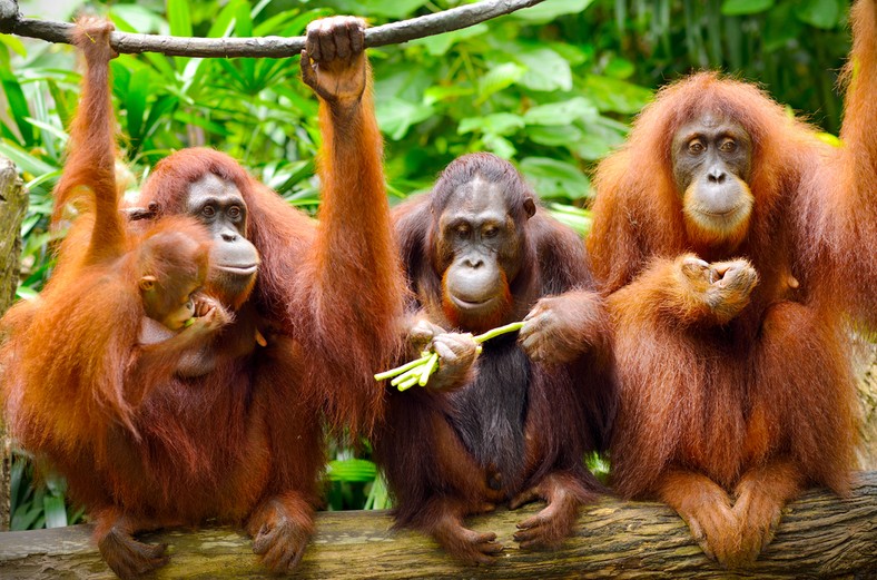 Olej palmowy a orangutany. Jak jedno prowadzi do śmierci drugiego - Podróże