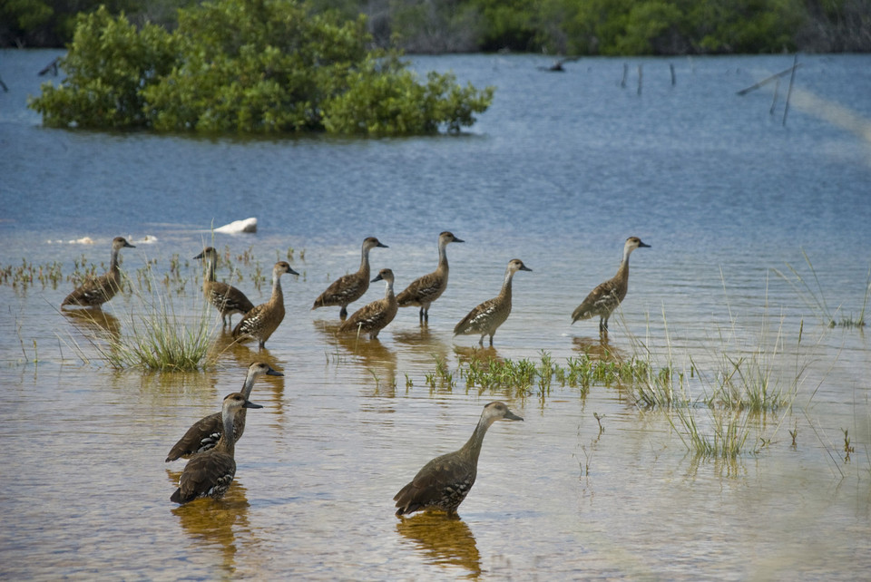 Kajmany, Cayman Brac - 24