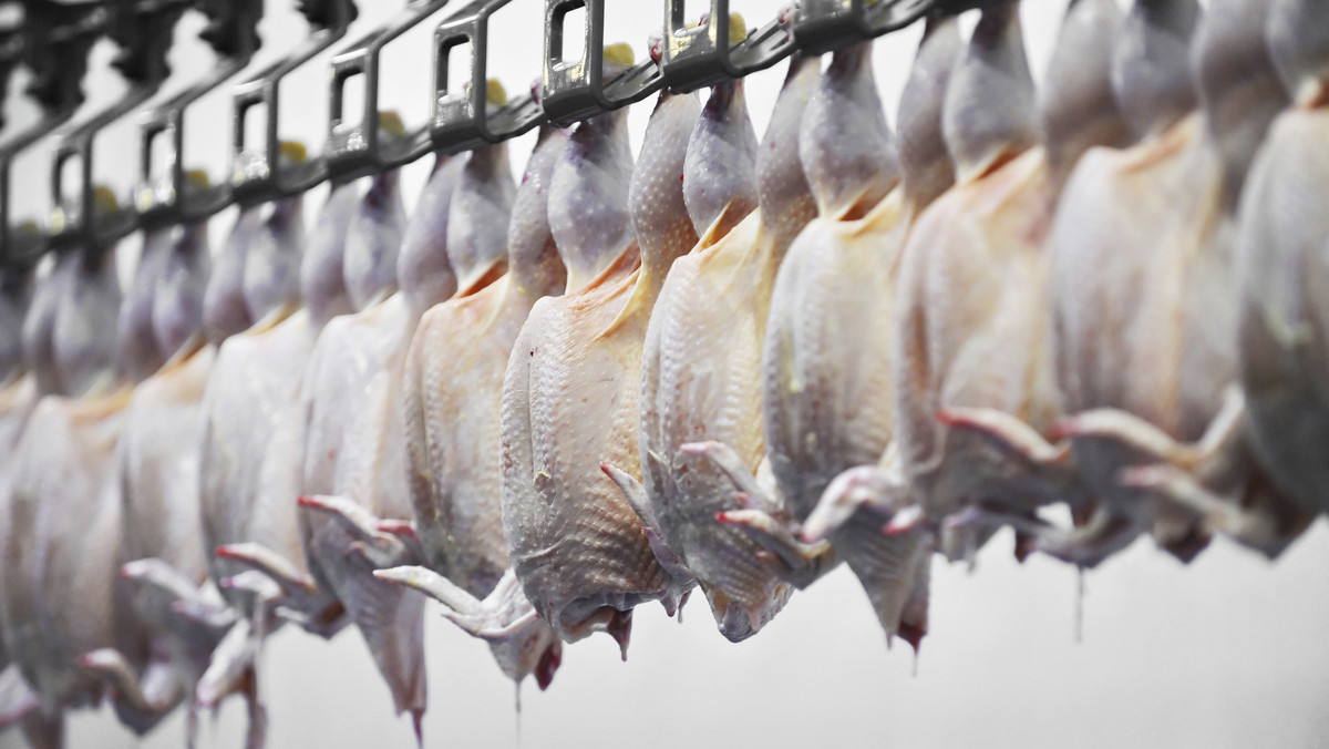 Ukraina ogłosiła w środę zakaz importu wszelkiego żywego drobiu oraz produktów drobiowych z Wielkiej Brytanii, Holandii i Niemiec. Powodem są przypadki ptasiej grypy wykryte w tych trzech krajach w ostatnich tygodniach.