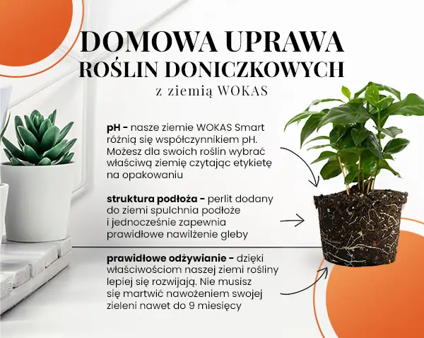 Domowa uprawa roślin doniczkowych z ziemią WOKAS - infografika