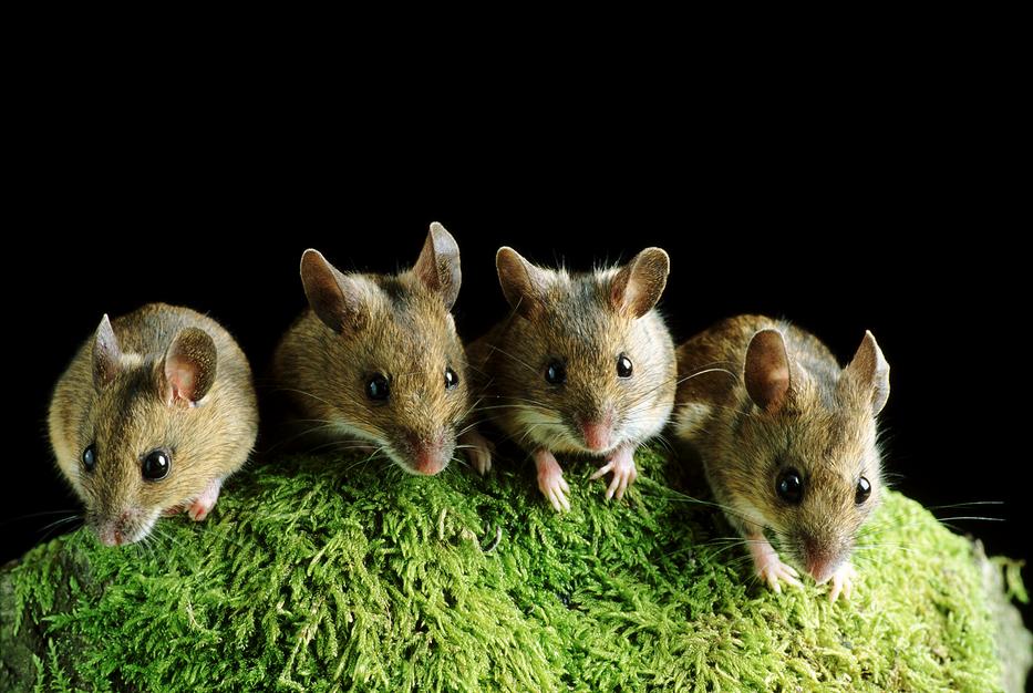 Itt a hideg, most akarnak bekuckózni a házakba az egerek. Fotó: Getty Images