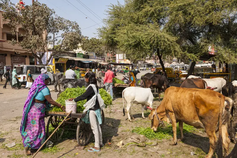 Madhya Pradesh to stan w środkowych Indiach, w którego gospodarce dominuje rolnictwo. Uprawia się tam m.in. bawełnę, trzcinę cukrową, ryż i soję. Susza może stanowić ogromny problemu / na zdjęciu jedna tamtejszych wiosek, fot. Getty Images