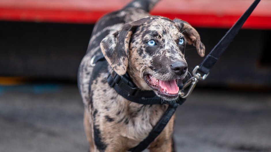 Catahoula leopard dog to rasa nieuznawana przez FCI - Eric/stock.adobe.com