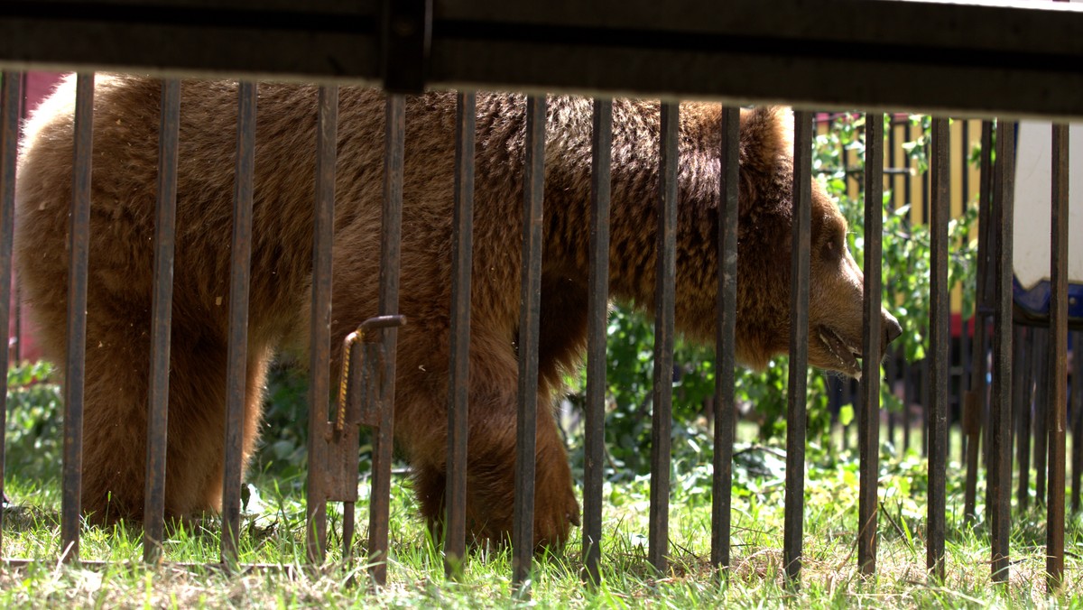 Fundacja Viva przeprowadziła interwencję, podczas której zabrała z cyrku w Pawłowicach między innymi okaleczonego niedźwiedzia Baloo, który trafił do poznańskiego zoo. Dyrekcja cyrku twierdzi, że zwierzęta zostały odebrane bezprawnie, przy użyciu siły. Podkreśla, że informacje podawane przez działaczy fundacji o złych warunkach ich przetrzymywano, są nieprawdziwe.