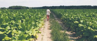 Tytoniowe wymieranie