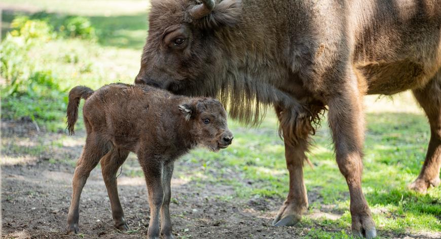 Z Kartą Aglomeracyjną można odwiedzić na preferencyjnych warunkach m.in. wrocławskie ZOO, cieszące się niezmiennie ogromną popularnością.