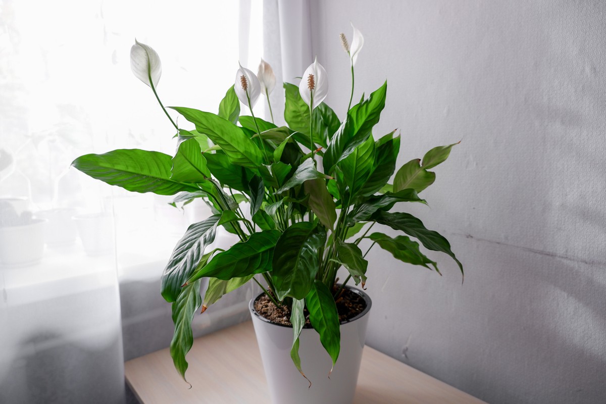 Skrzydłokwiat, znany także jako lilia pokoju lub skrzydłoliść, a po łacinie Spathiphyllum, to roślina, której ozdobą są piękne kwiaty