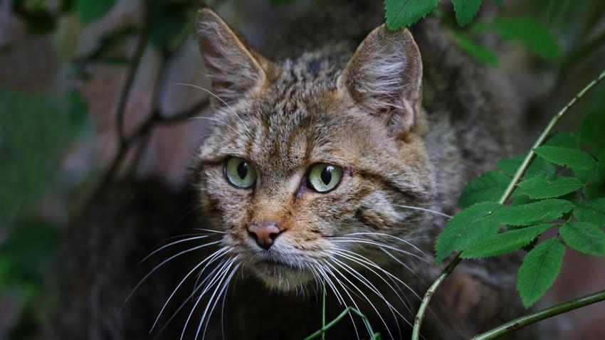 európai vadmacska macska az év emlőse Agrárminisztérium Herman Ottó Intézet