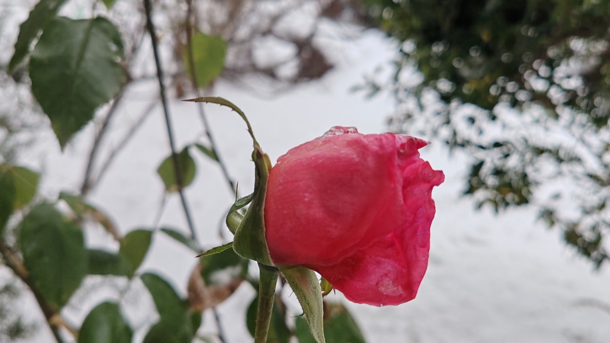 Ruža u snegu