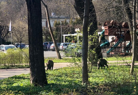 Z płatnego molo w Sopocie do Orłowa dojdziemy w 40-50 min. to tylko 4 km