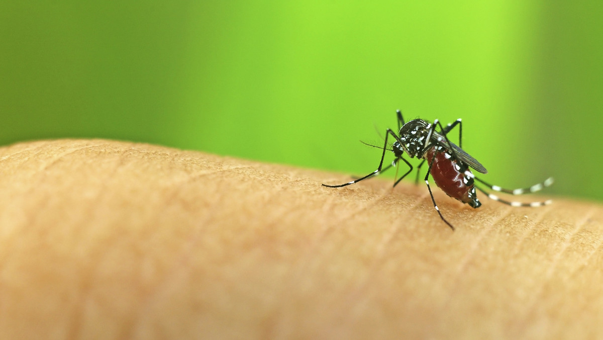 Azjatyckie komary zadomowiły się w Niemczech. Owady te są niebezpieczne, ponieważ mogą przenosić m.in. gorączkę krwotoczną Dengę i gorączkę Zachodniego Nilu.
