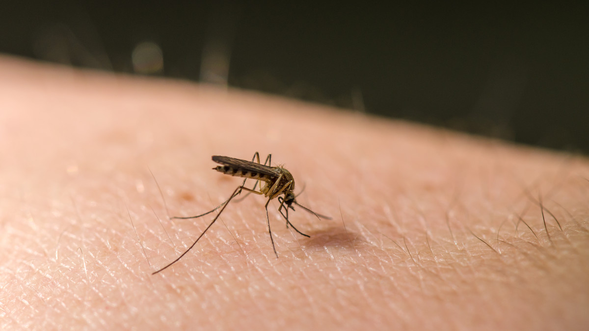 Czy wiesz, co się dzieje, gdy cię gryzie komar?