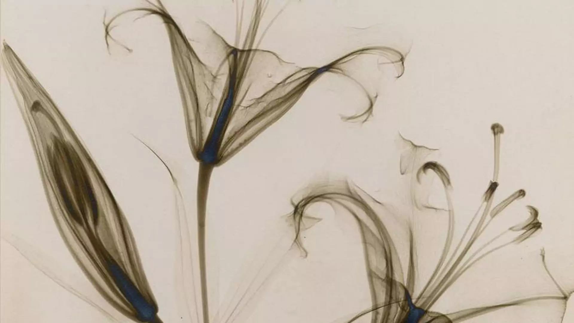 Fascynujące zdjęcia rentgenowskie... kwiatów. Zostały wykonane w latach 30.