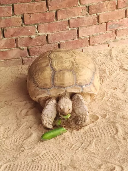 &quot;W wiosce Beduinów zobaczyliśmy żółwia&quot;