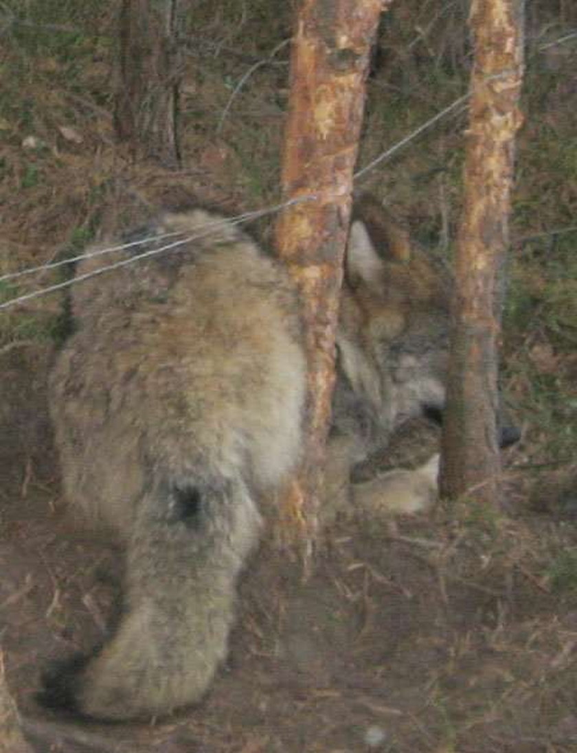 Myśliwi uwolnili wilka