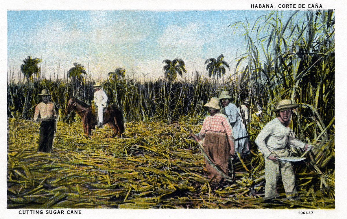 Plantacja trzciny cukrowej na Kubie