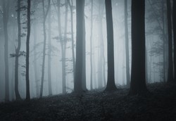 Uwaga! Gęsta mgła w górach. Widoczność na 10 metrów