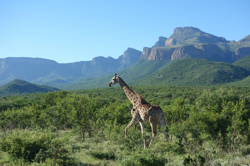 Żyrafa w Republice Południowej Afryki