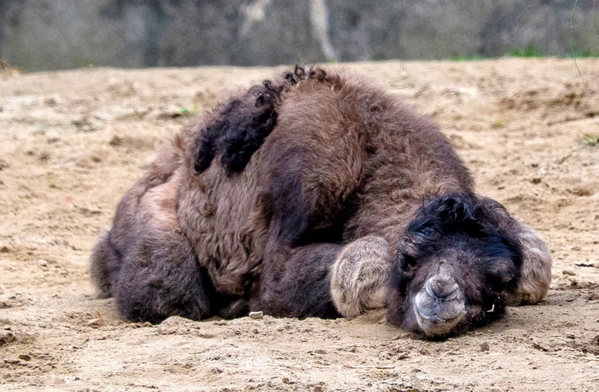 Mały wielbłąd urodził się w zoo