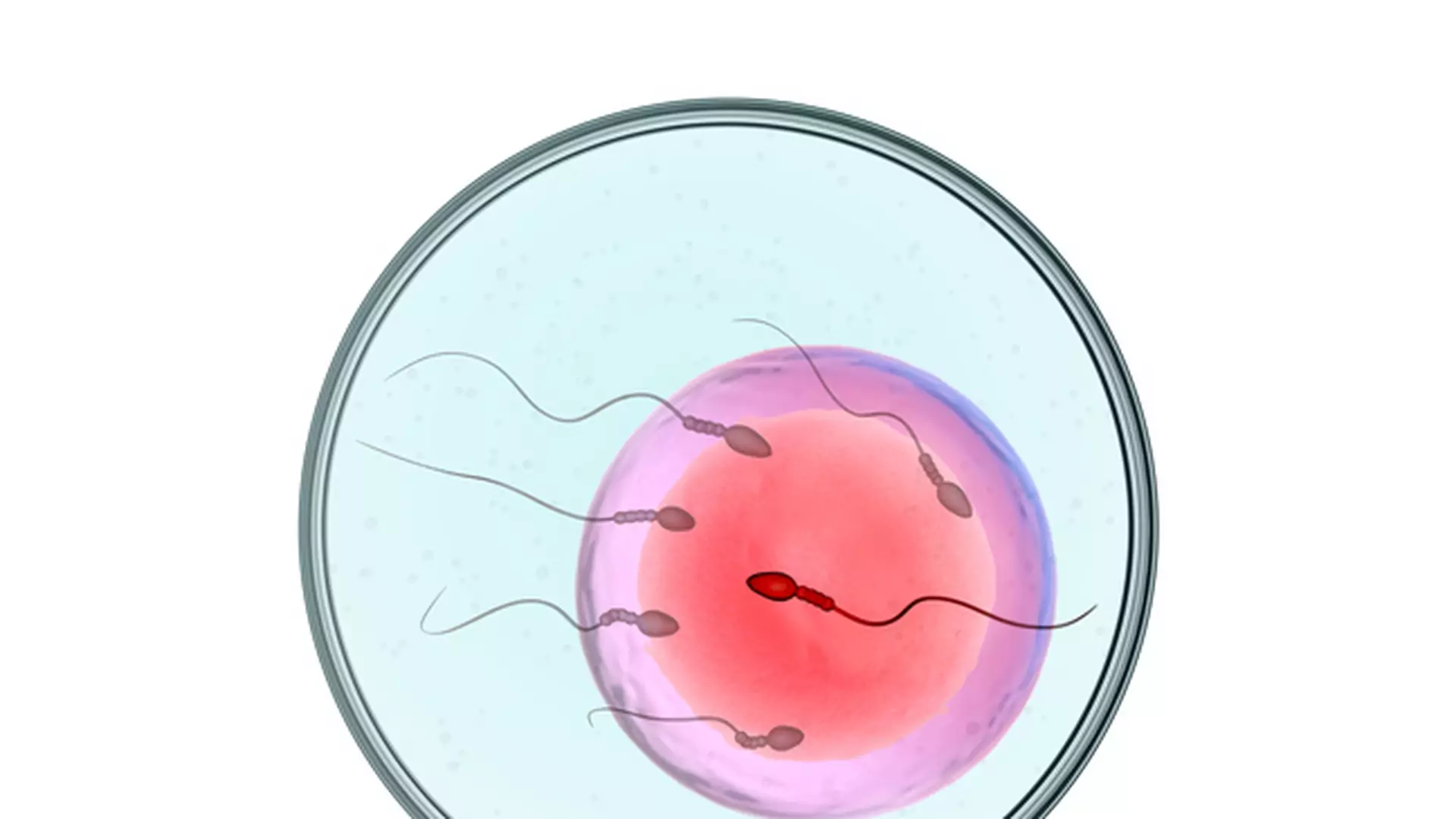 Episkopat napisał podręcznik o in vitro. W środku o dzieciach z wadami i umierających matkach