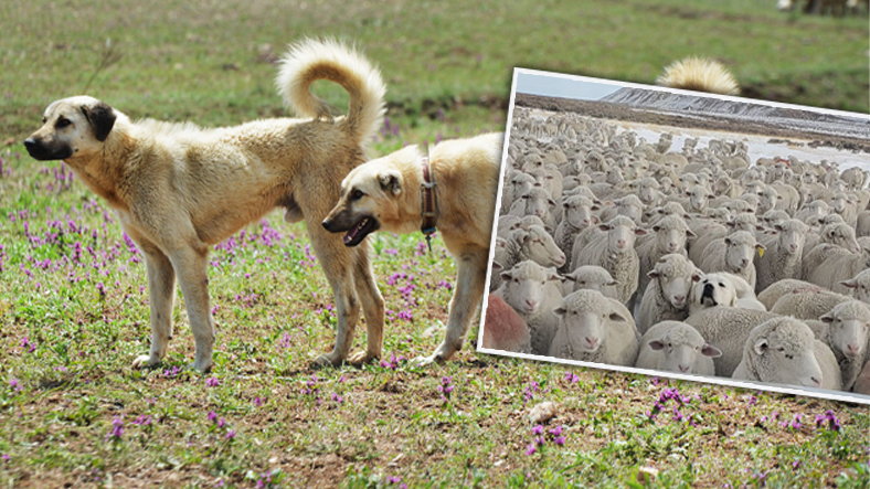 Owczarek wtopił się w stado owiec, fot. Jennifer Huttinga/Facebook