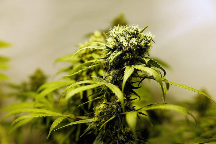 Marijuana plants are seen in an indoor marijuana plantation.