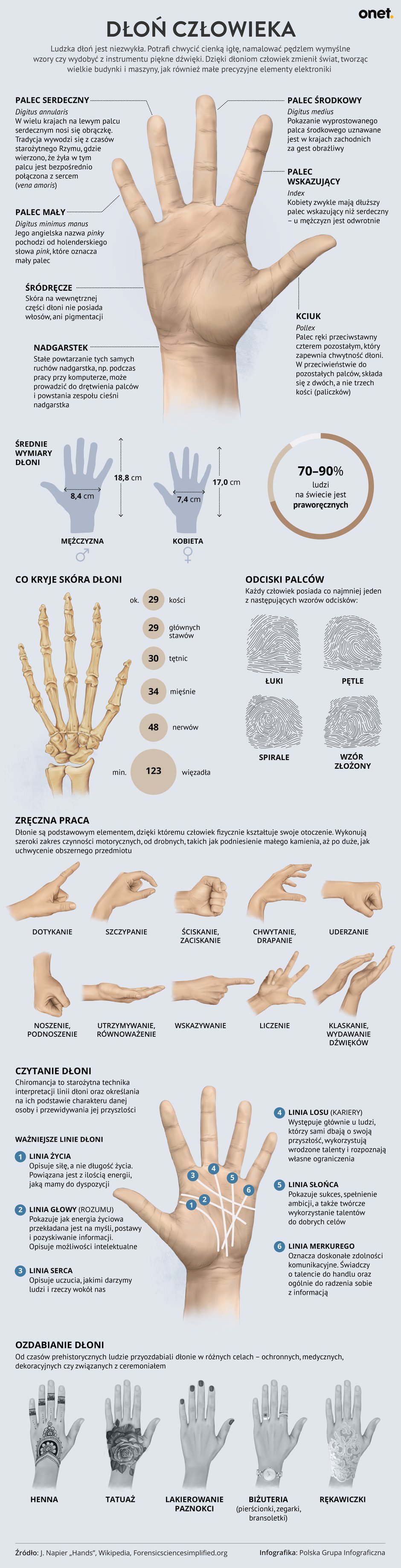 Dłoń człowieka [INFOGRAFIKA]