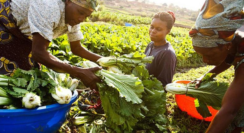 Enhancing Competitiveness of Agri-Food Industry and Mitigating the Impact of Global Crises to Improve Food Security in the EAC/Courtesy