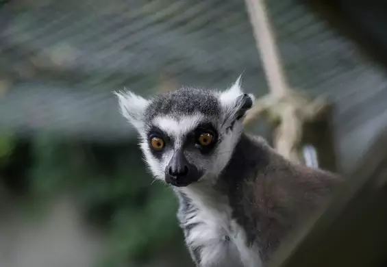 W Zoo w Kijowie urodził się lemur. Nazwano go na cześć bojowych dronów