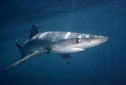 Żarłacz błękitny w pobliżu turystycznego raju. Zamknięto popularną plażę