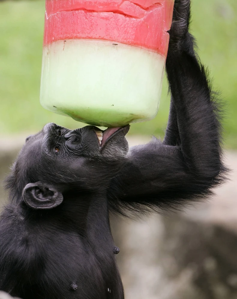 17886_majmun02-ap-rick-rycroft