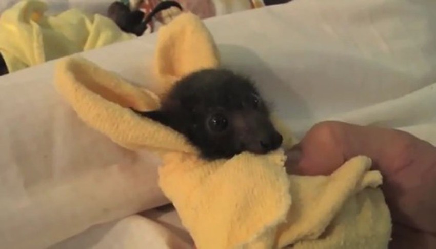 Triš uvija svako "siroče" u ćebence, kako bi mu bilo udobno i toplo