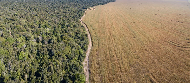 Puszcza Amazonii przegrywa z polami uprawnymi