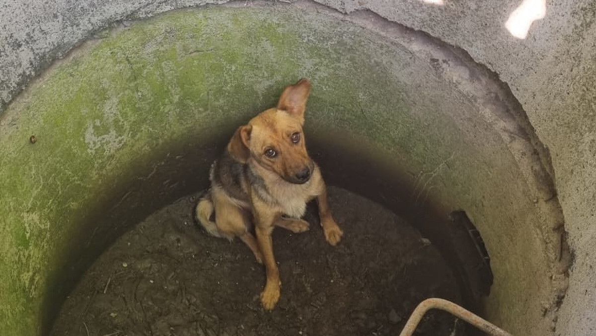 Wrzucili psa do studni. Mogą mieć duże kłopoty
