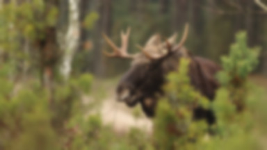 Rekordowa liczba łosi w Gdańsku. To powód nie tylko do radości