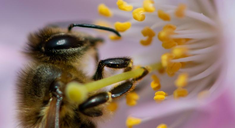 To save the bees, 10 percent of green spaces in Bavaria will have to be turned into flowering meadows, and rivers and streams better protected from pesticides and fertilisers