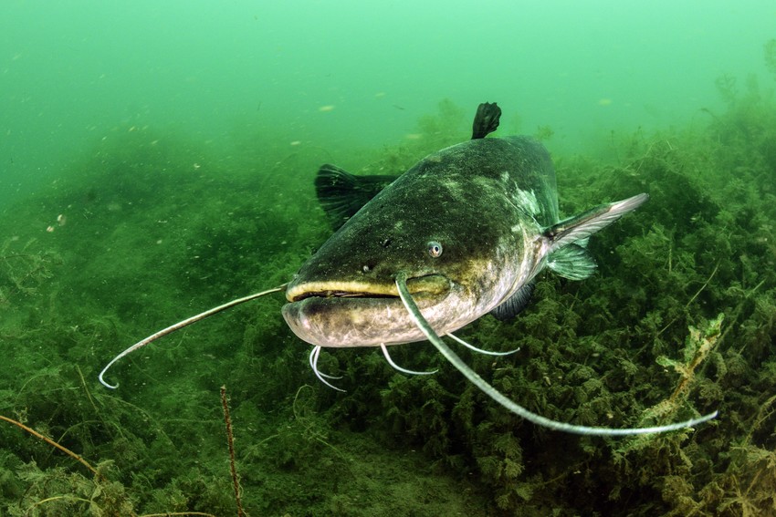 Ronioci kažu da odavno nisu videli soma dužeg od 1,7 metara