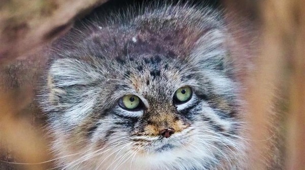 Warszawski zwierzak roku jest mistrzem kamuflażu 