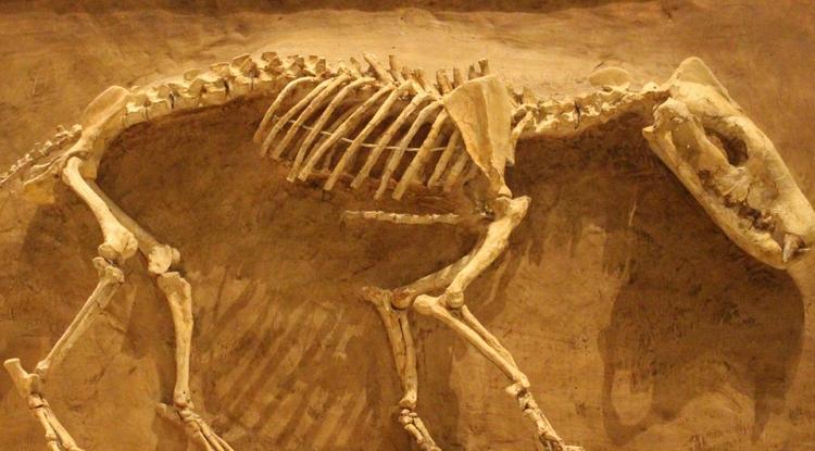 Hyaenodon csontváz